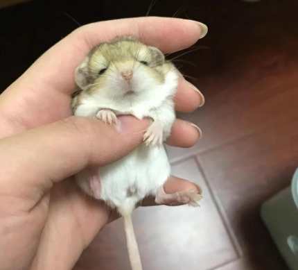 通心粉鼠吃什麼