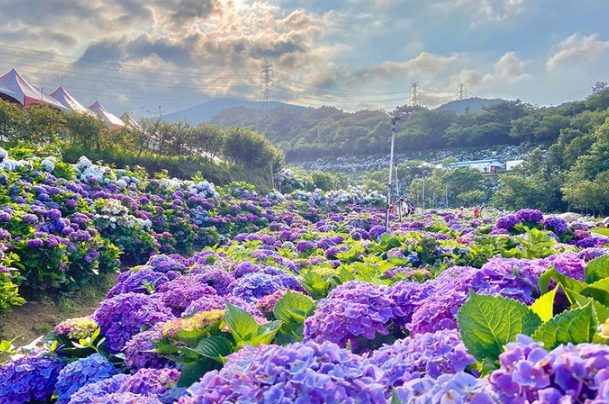 繡球花怕熱 繡球花怕熱