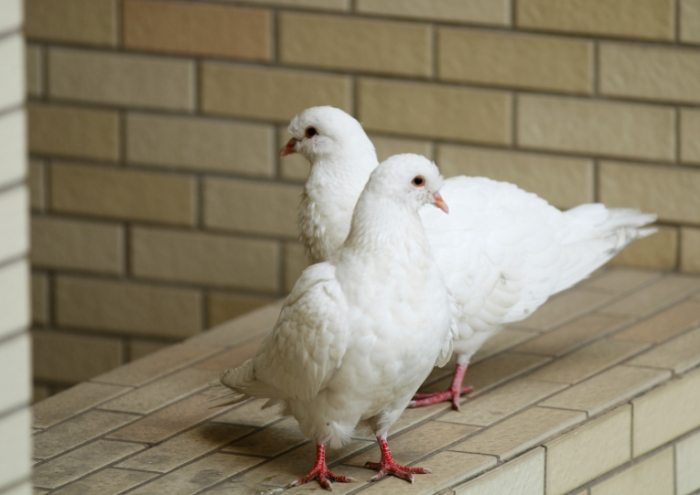 鴿子育雛方法 鴿子育雛方法