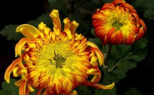 菊花寓意 菊花寓意