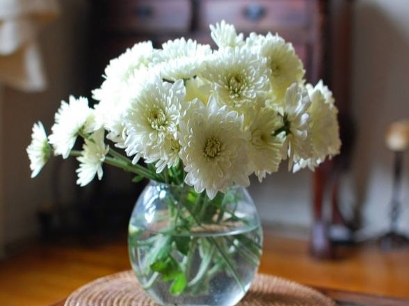 菊花顏色文化 菊花顏色文化