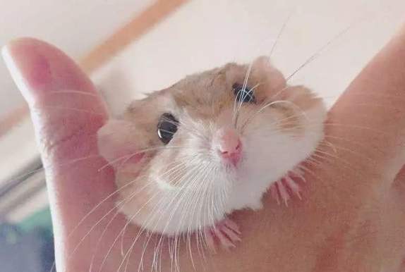 通心粉鼠平均壽命 通心粉鼠平均壽命