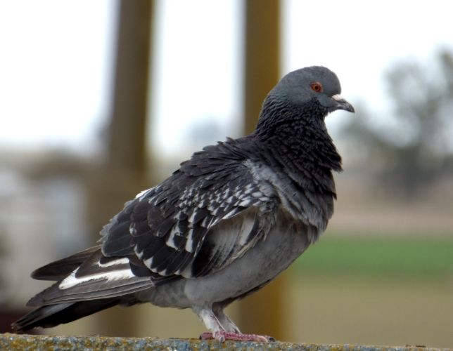 鴿子種類特徵 鴿子種類特徵