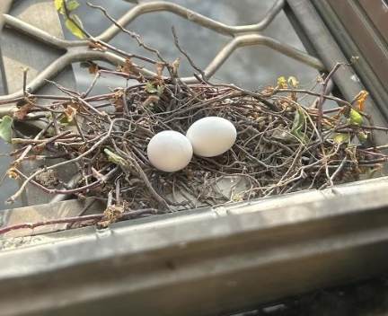 鴿子孵化技巧 鴿子孵化技巧