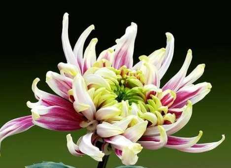 菊花寓意 菊花寓意