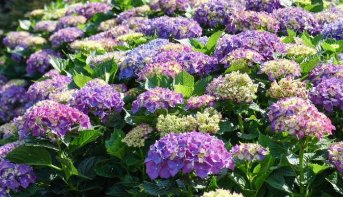 繡球花夏季養護 繡球花夏季養護