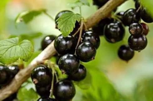 黑醋栗營養價值 黑醋栗營養價值