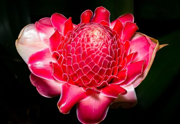 玫瑰花種植技巧 玫瑰花種植技巧