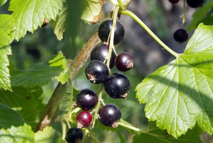 黑醋栗食用方法 黑醋栗食用方法