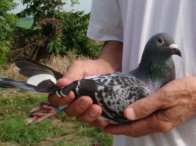 鴿子特征分析 鴿子特征分析