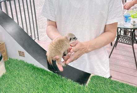 通心粉鼠平均壽命 通心粉鼠平均壽命