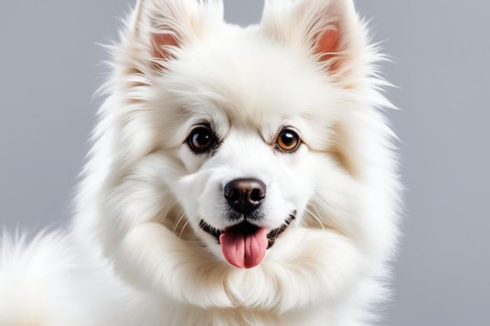 馬爾濟斯幼犬健康問題