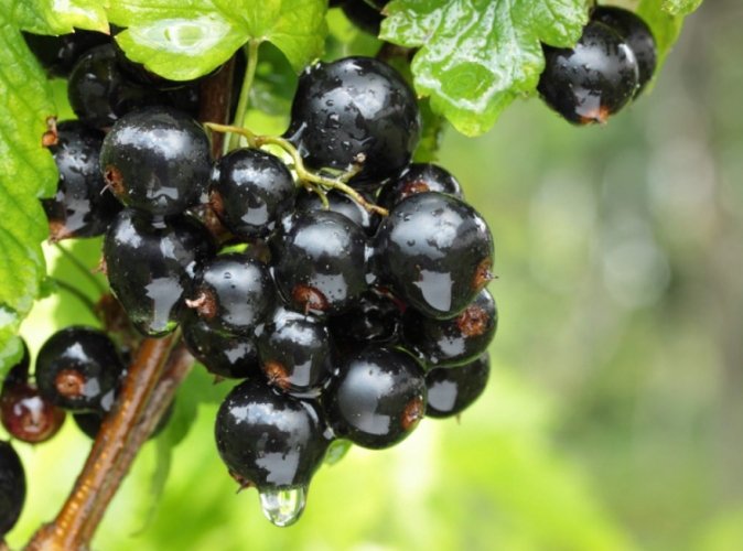 黑醋栗食用方法 黑醋栗食用方法