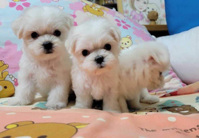 馬爾濟斯犬顏色 馬爾濟斯犬顏色