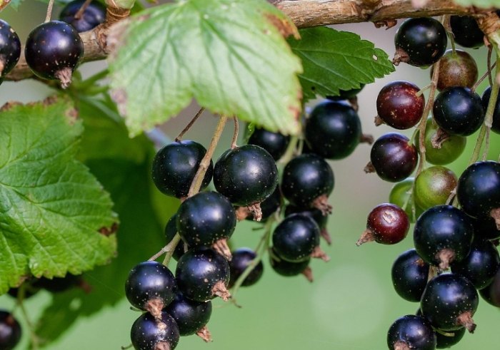 黑醋栗營養價值 黑醋栗營養價值