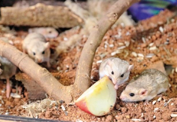 如何照顧通心粉鼠 如何照顧通心粉鼠