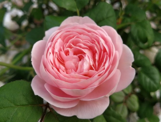 玫瑰花栽培條件 玫瑰花栽培條件