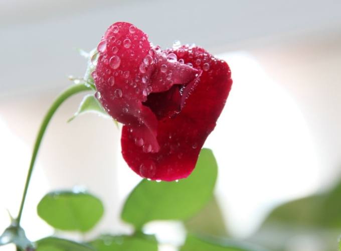 玫瑰花栽培條件 玫瑰花栽培條件