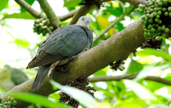 鴿子築巢處理方法