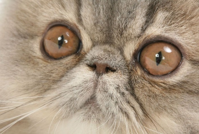 波斯貓毛色遺傳