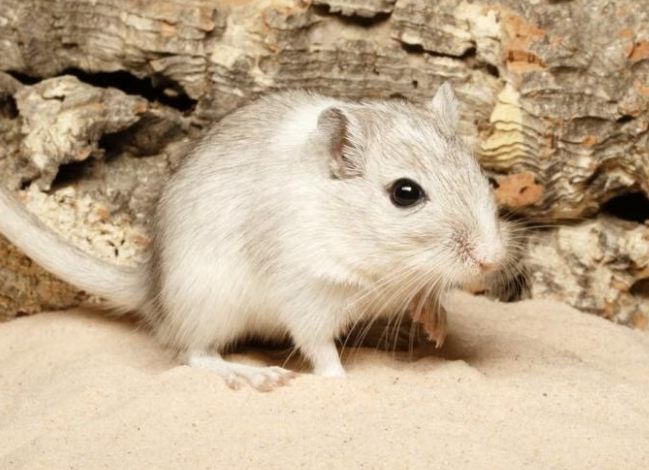 沙鼠平均壽命 沙鼠平均壽命