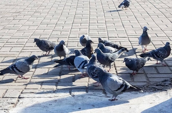 防止鴿子築巢