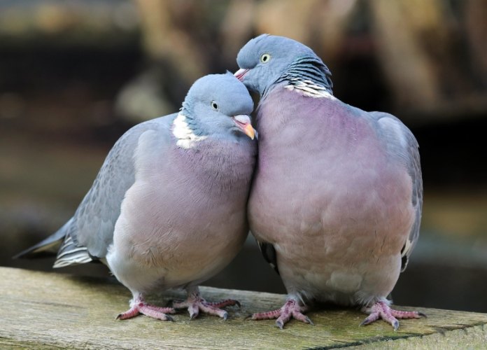 鴿子繁殖技巧 鴿子繁殖技巧