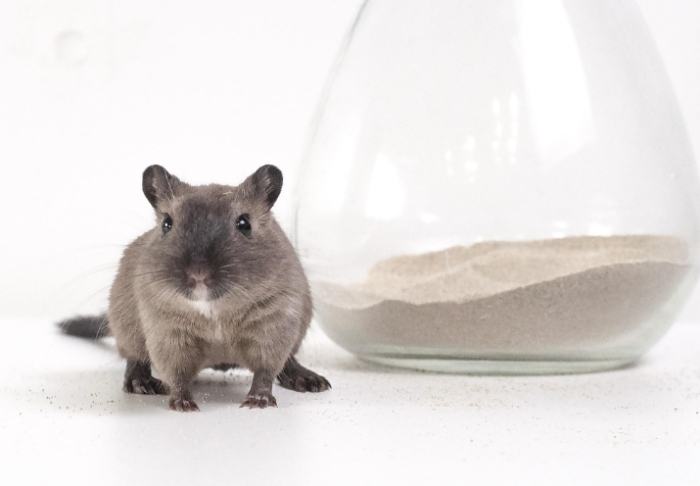 肥尾沙鼠食物 肥尾沙鼠食物