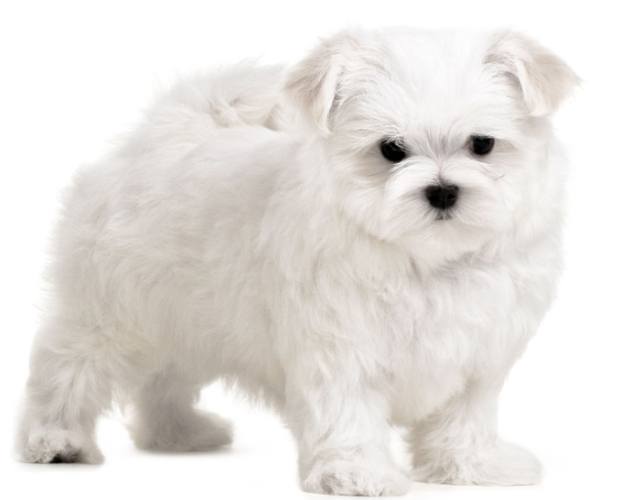 馬爾濟斯犬顏色 馬爾濟斯犬顏色