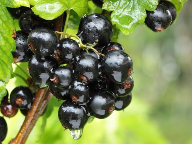 黑醋栗好吃嗎