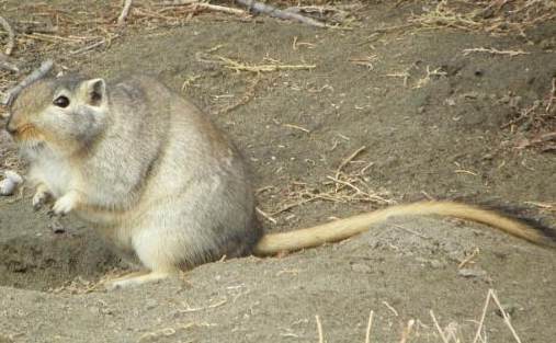 沙鼠平均壽命 沙鼠平均壽命