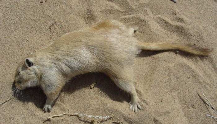 肥尾沙鼠飲食 肥尾沙鼠飲食