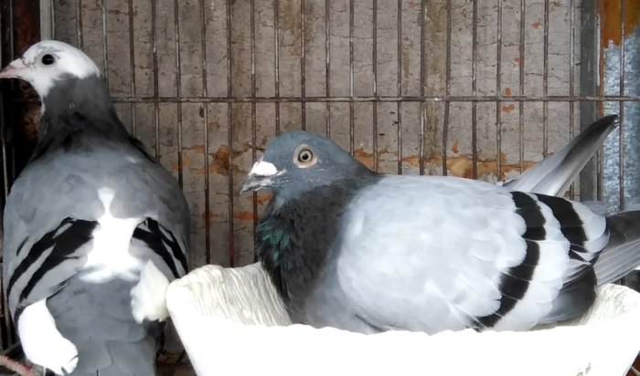 鴿子孵蛋行為 鴿子孵蛋行為