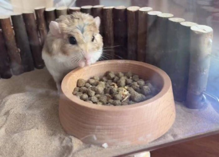 通心粉鼠籠子選擇