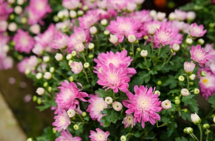 菊花顏色文化 菊花顏色文化