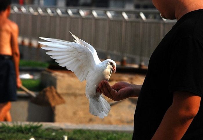 鴿子築巢怎麼辦