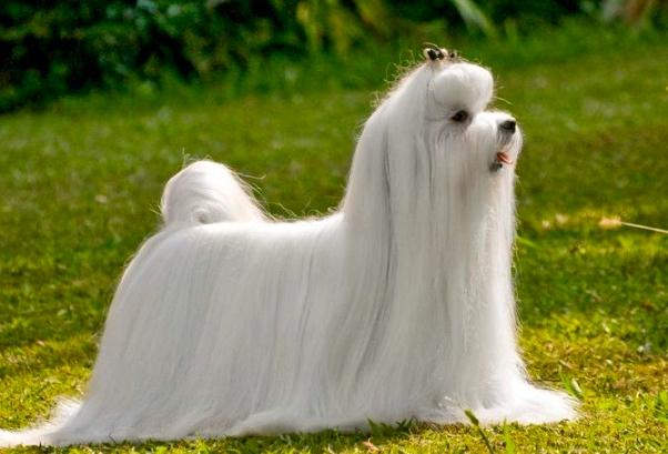 馬爾濟斯毛色 馬爾濟斯毛色