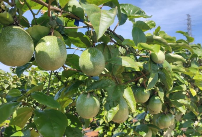 百香果怎麼吃 百香果怎麼吃