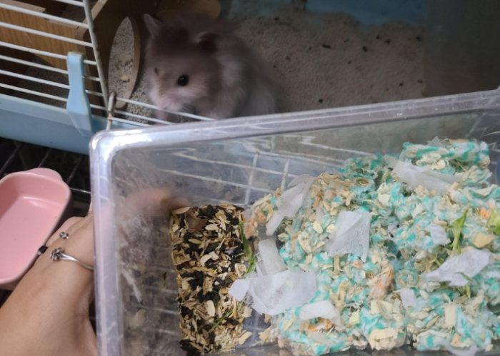 通心粉鼠照顧技巧