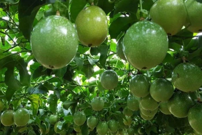 百香果食譜 百香果食譜