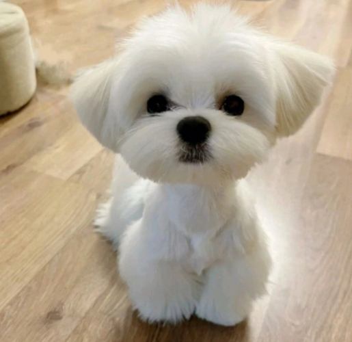 馬爾濟斯標準體重 馬爾濟斯標準體重