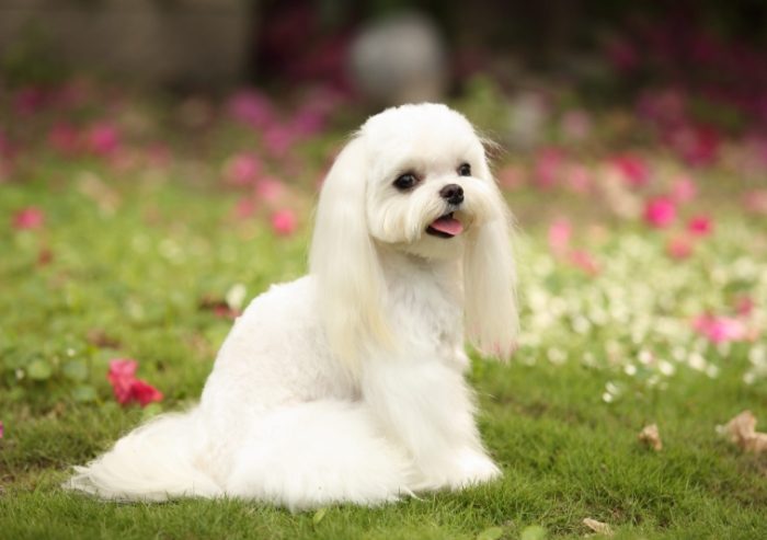 馬爾濟斯犬顏色 馬爾濟斯犬顏色