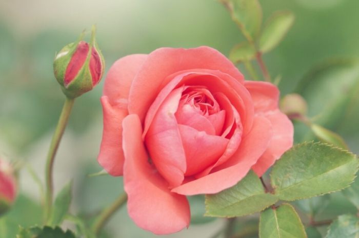 香水玫瑰病虫害防治