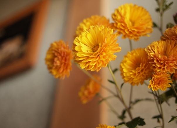 菊花花色象徵 菊花花色象徵