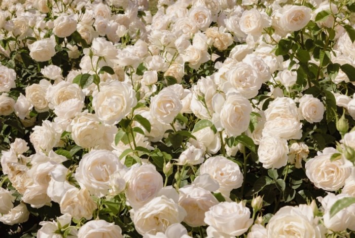 香水玫瑰花種植