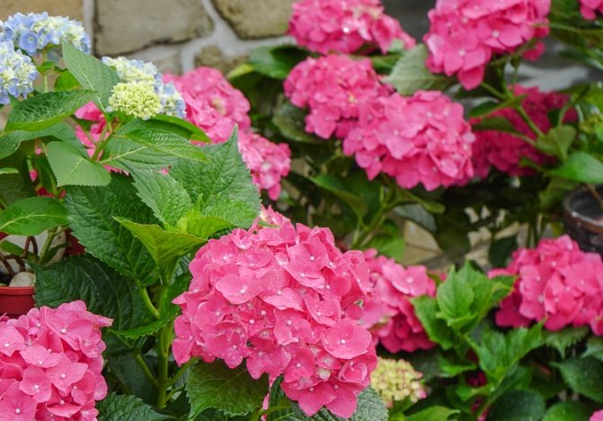 繡球花照顧 繡球花照顧