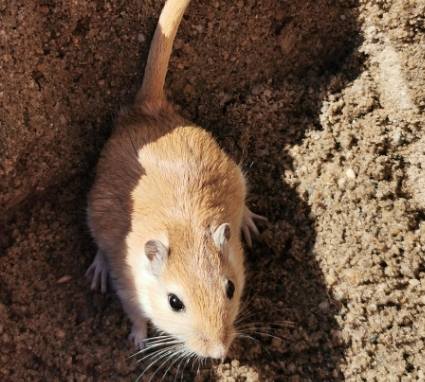 肥尾沙鼠飲食 肥尾沙鼠飲食