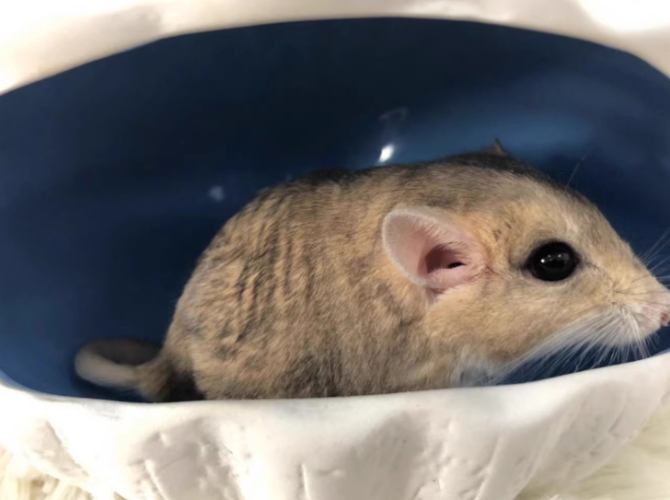 通心粉鼠照顧技巧