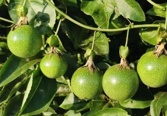 百香果食譜 百香果食譜