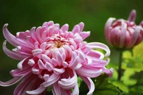 菊花文化 菊花文化